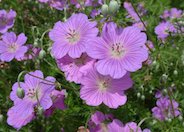 Incana Cranesbill