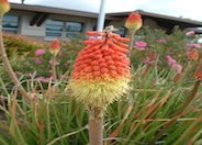 Red Hot Poker