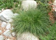 California Field Sedge