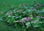 Heartleaf Bergenia, Winter Bergenia