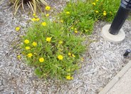 Goldfink Coreopsis