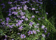 Blue Eyed Grass