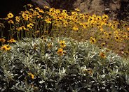 Brittlebush, Desert Encelia