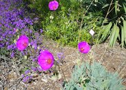 Rock Purslane