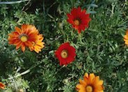 Gazania