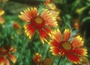 Monarch Blanket Flower