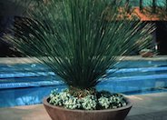 Mexican Grass Tree, Toothless Sotol