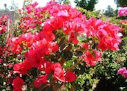 Bougainvillea, San Diego Red