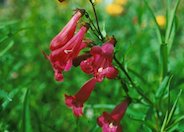 Garden Penstemon 'Cherry glo'