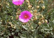 Rock Purslane