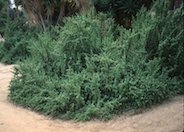 Elephant's Food, Elephant Bush