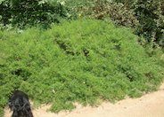 Centennial Coyote Brush