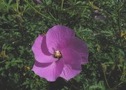 Purple Delight Blue Hibiscus