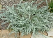 Sandhill Sage, Coast Sagebrush