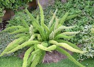 Myer's Asparagus, Foxtail Fern