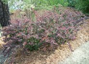 Dwarf Japanese Barberry, Pygmy