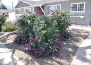 Purple Cushion Butterfly Bush