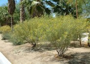 Feathery Cassia or Senna