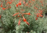 California Fuchsia, Zauschneria