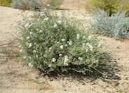 Arizona Flattop Buckwheat