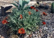 Trailing Gazania, Treasure Flower