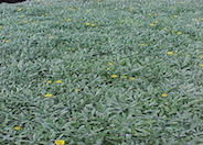 Trailing Gazania, Treasure Flower