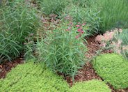 Garnet Penstemon