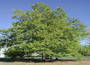 London Plane Tree