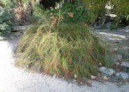 Coral Fountain, Firecracker Plant