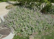 Point Sal Spreader Purple Sage