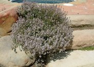 Purple Carpet Creeping Thyme