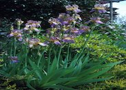 Bearded Iris