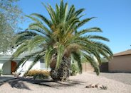 Canary Island Date Palm