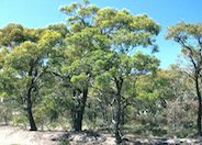 Red Ironbark, Pink Ironbark