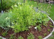 White Autumn Sage