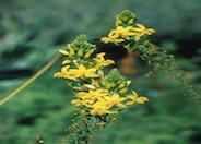 Yellow Stalked Bulbine