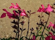 Autumn or Texas Sage