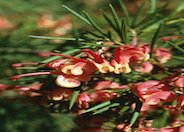 Noell's Grevillea