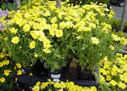 Marguerite Daisy Dwarf Yellow