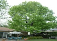 Liquidambar, American Sweet Gum