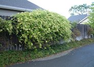 Hall's Japanese Honeysuckle