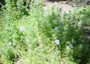 Blue Thimble Flower, Globe Gilia