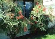 Nandina, Heavenly Bamboo