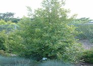 Dwarf Carolina Laurel Cherry