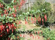 Fuchsia-Flowering Gooseberry