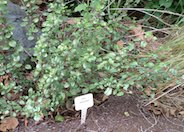 Evergreen Currant, Catalina Perfume