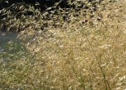 Giant Feather Grass